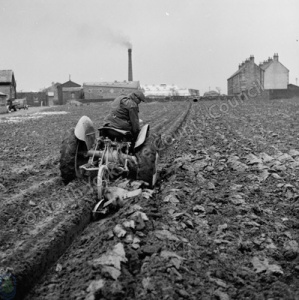 Ploughing in Rhubarb